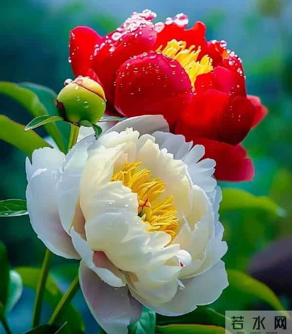 ［心理测试］你选择的婚姻幸福吗