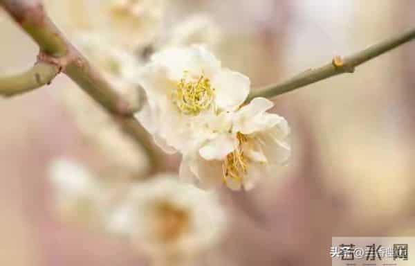 婚姻遭背叛，学会自处。一念放下，天地皆宽；万般自在，心莲盛开