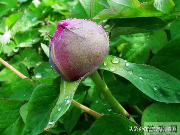 女人真正的深爱,是荷尔蒙失控的喜欢