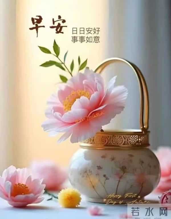 早安,以花寄暖,日常皆安。