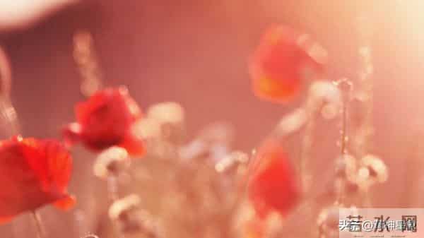 12月9日至12月18日,丑牛,星期二,即将发生!