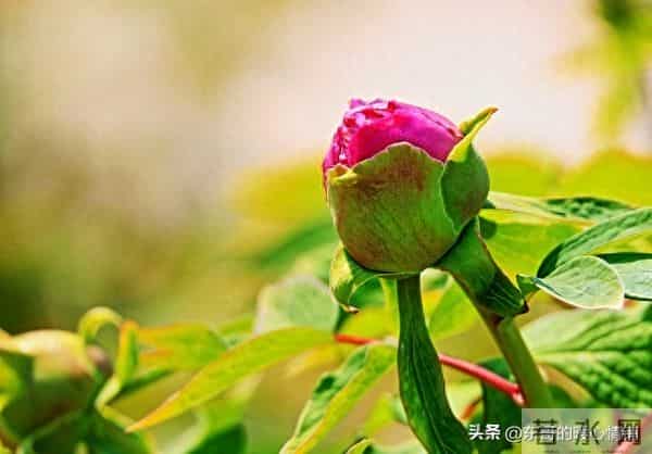 女人真正的深爱,是荷尔蒙失控的喜欢