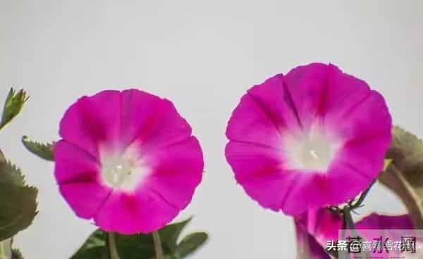 两性关系，惊人发现，60岁与异性靠近，根本不是桃花运，而是这