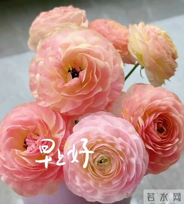 11月9日早上好 早上好温馨问候图片 早安图片最新今天 周二愉快