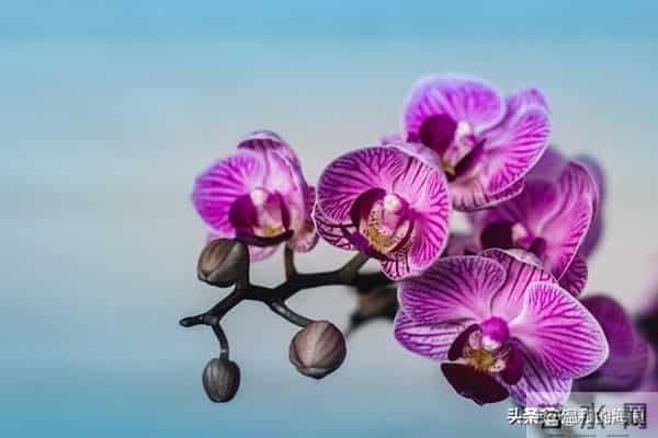 没有公主命,却有女王命的五大星座,不靠别人撑腰,自己活成靠山