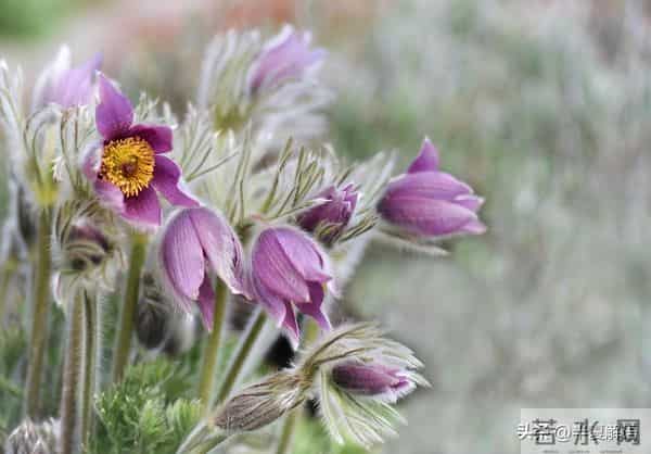 爸妈在我家养老十年，提前宣布分家产，哥哥分30万，弟弟拿一套房