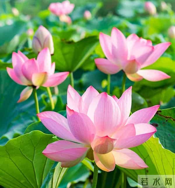 有福同享,爱你到永远