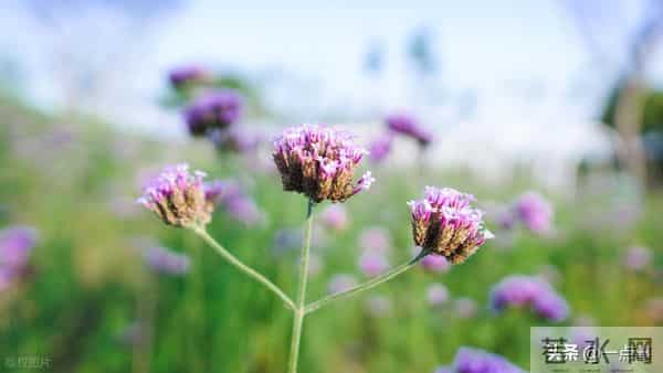 婆婆把房和钱都给了大姑姐，8年后拎包来我家，却说：养儿防老