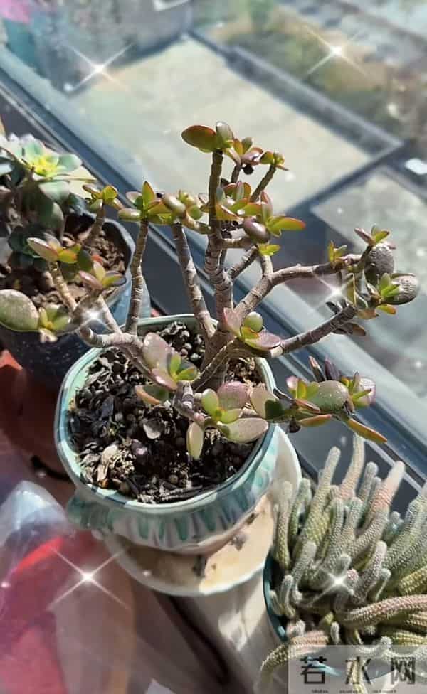 小杨哥停播一年多，小杨嫂大变样，从清纯脸变欧美脸，差点认不出