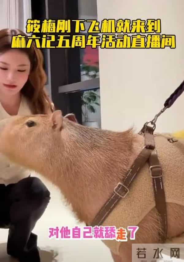 马筱梅6月孕肚曝光!只睡4小时坚持直播太拼命,员工透露胎儿性别