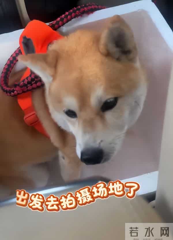 不装了!被"换心脏、换血"传闻缠身的李连杰,终于不再隐瞒