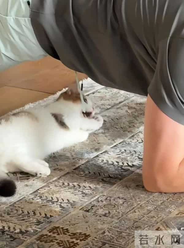 张馨予晒广州豪宅内景，老公何捷在客厅健身撸猫，37岁一身腱子肉