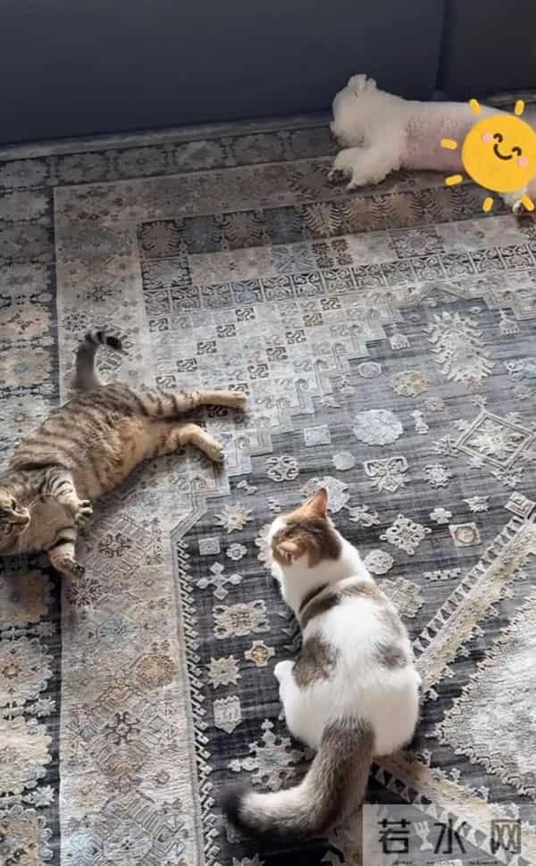 张馨予晒广州豪宅内景，老公何捷在客厅健身撸猫，37岁一身腱子肉