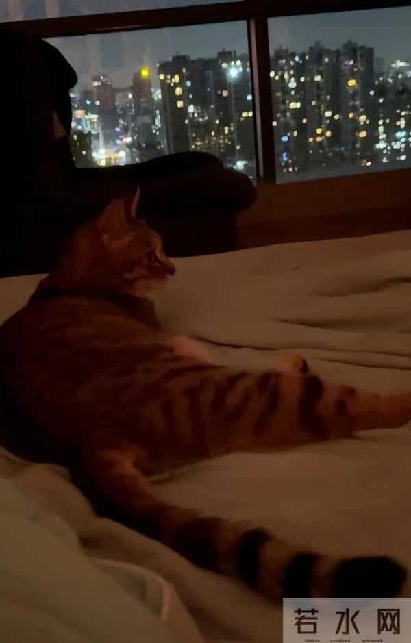 张馨予晒广州豪宅内景，老公何捷在客厅健身撸猫，37岁一身腱子肉