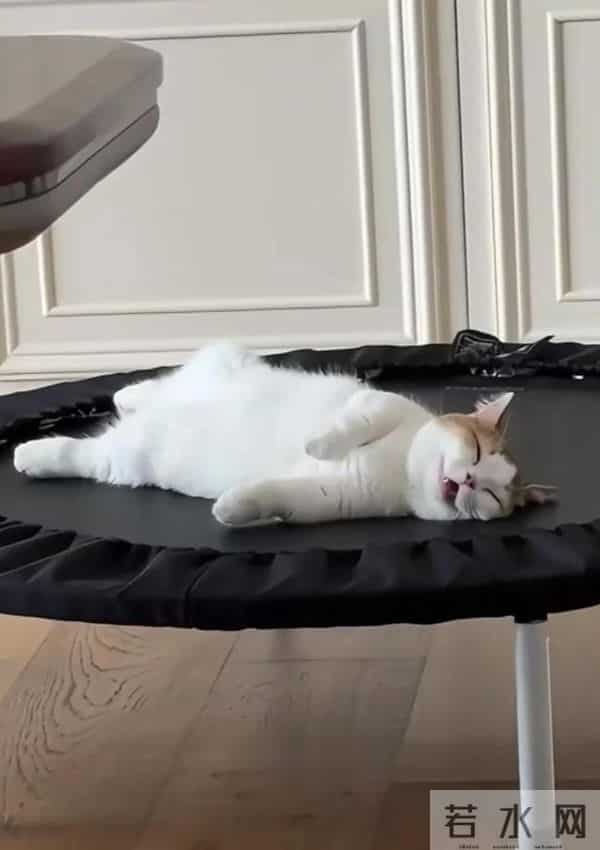 张馨予晒广州豪宅内景，老公何捷在客厅健身撸猫，37岁一身腱子肉