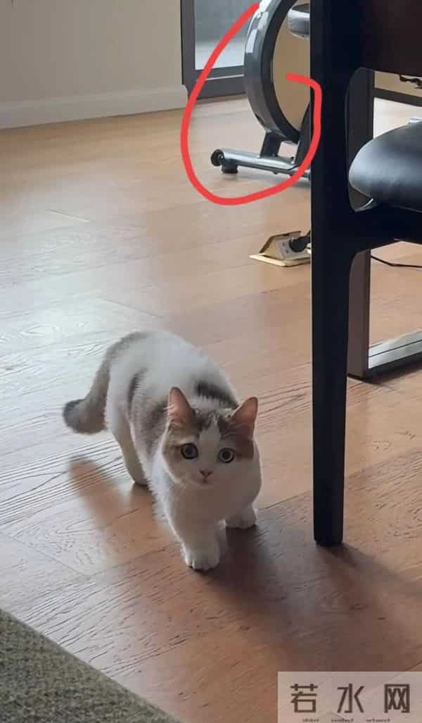 张馨予晒广州豪宅内景，老公何捷在客厅健身撸猫，37岁一身腱子肉