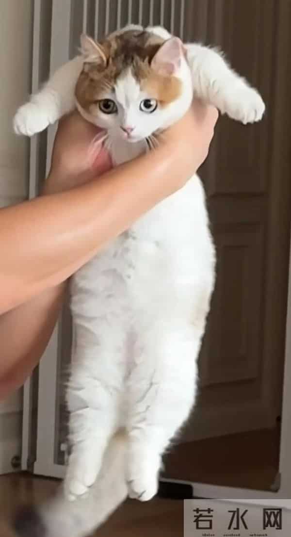 张馨予晒广州豪宅内景，老公何捷在客厅健身撸猫，37岁一身腱子肉