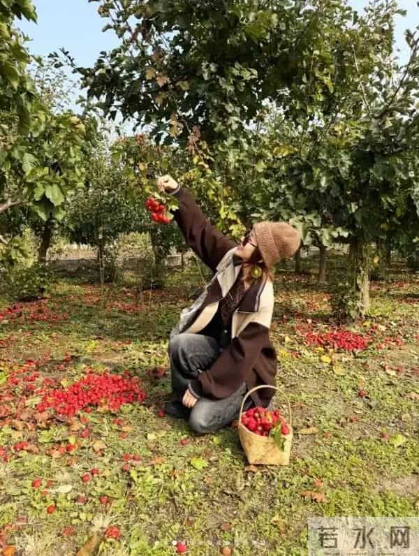 唐艺昕晒“山楂”丰收！摘了满满一篮子像个小富婆，张若昀好会养