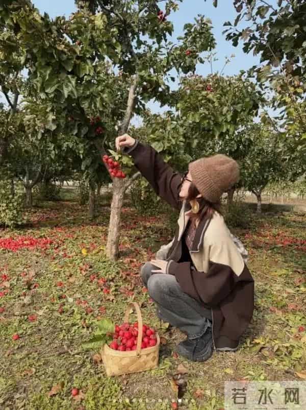 唐艺昕晒“山楂”丰收！摘了满满一篮子像个小富婆，张若昀好会养