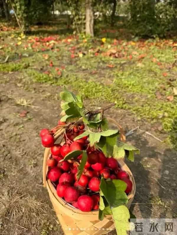 唐艺昕晒“山楂”丰收！摘了满满一篮子像个小富婆，张若昀好会养