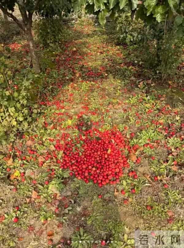 唐艺昕晒“山楂”丰收！摘了满满一篮子像个小富婆，张若昀好会养