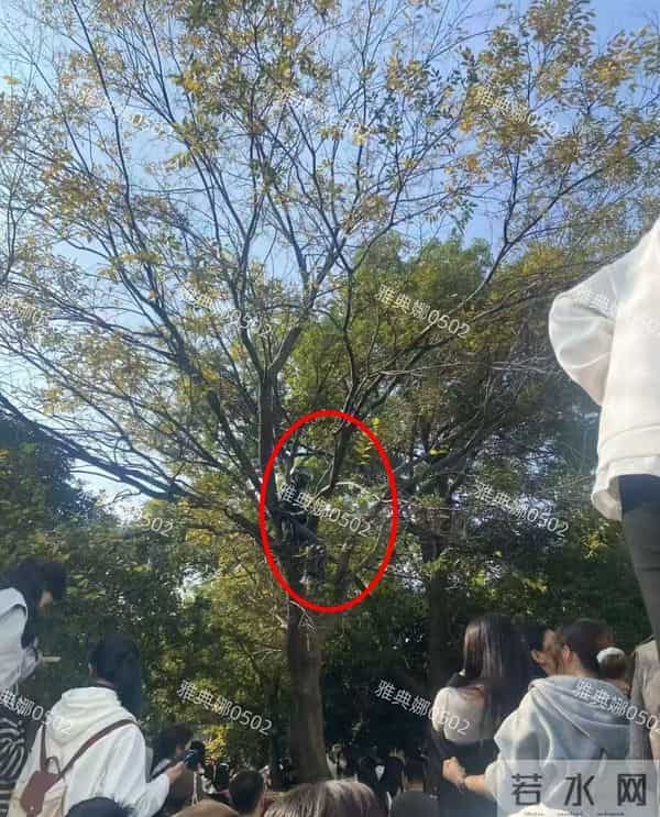 迪丽热巴的粉丝在哪里?在树上!南京活动粉丝为了看她一眼爬上树!