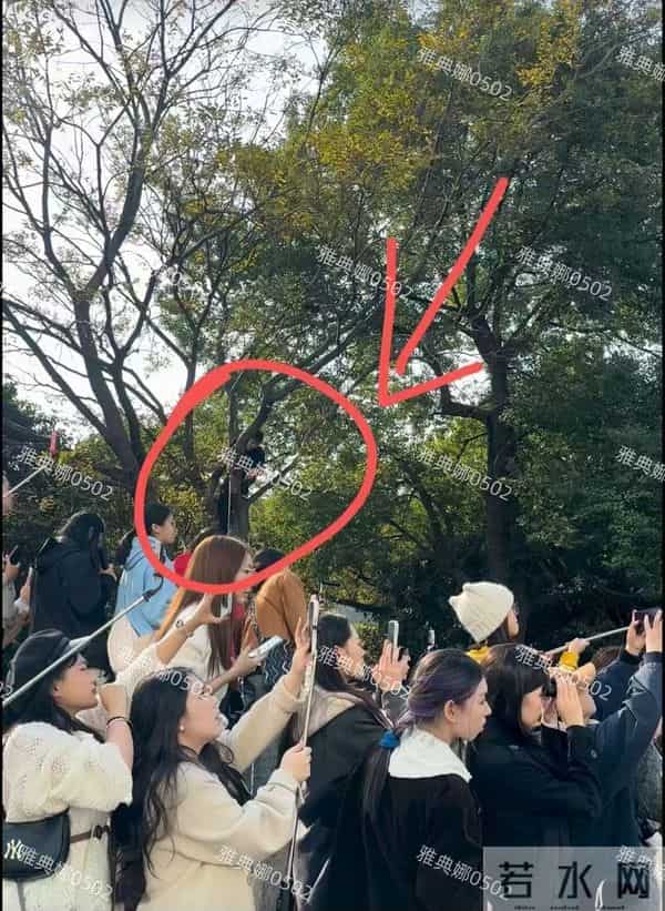 迪丽热巴的粉丝在哪里?在树上!南京活动粉丝为了看她一眼爬上树!
