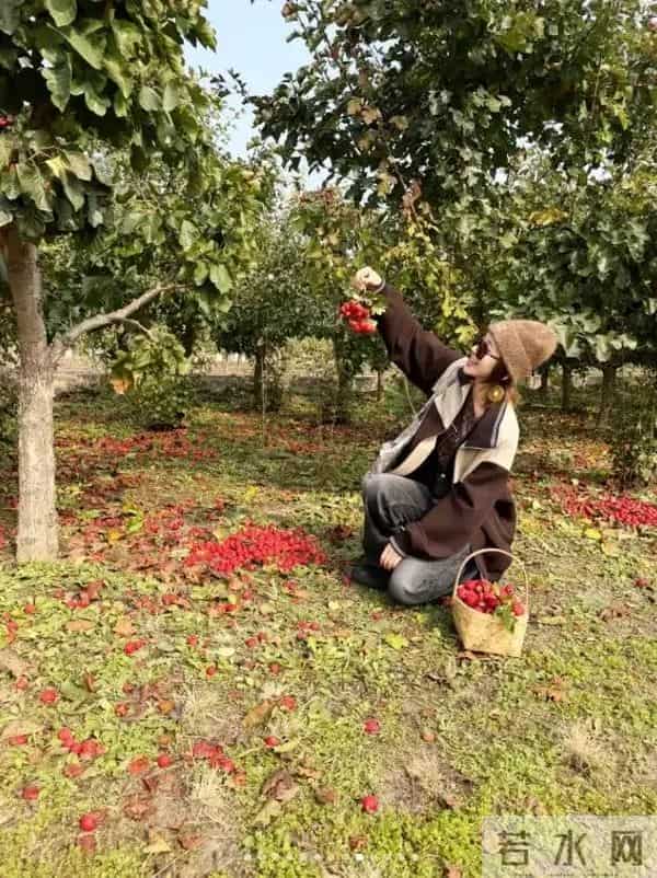 唐艺昕晒“山楂”丰收！摘了满满一篮子像个小富婆，张若昀好会养