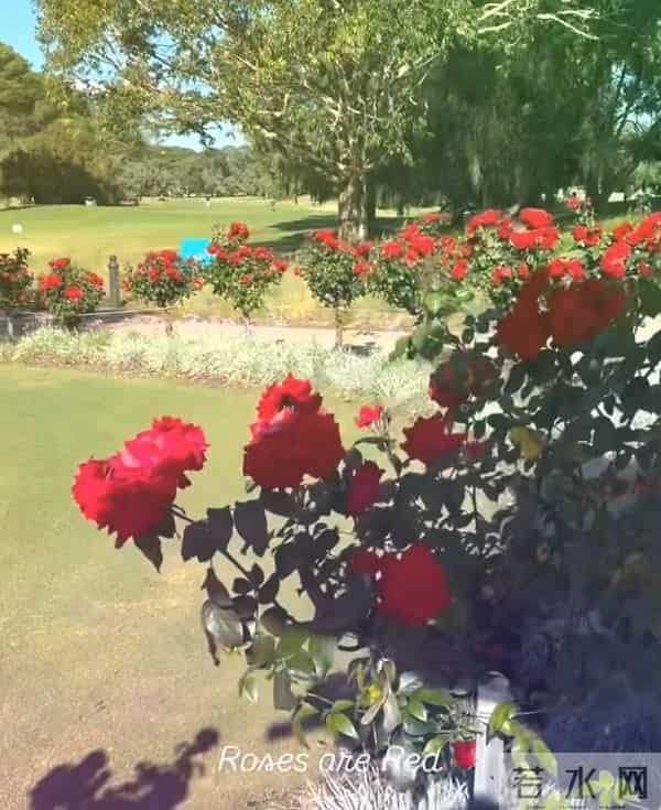 陈乔恩和老公澳洲度假!住大别墅一手端锅一手夹肉,还去参观母校