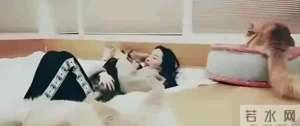 刘亦菲私宅曝光，和一屋猫狗为伴，不用带娃，实在不要太舒适