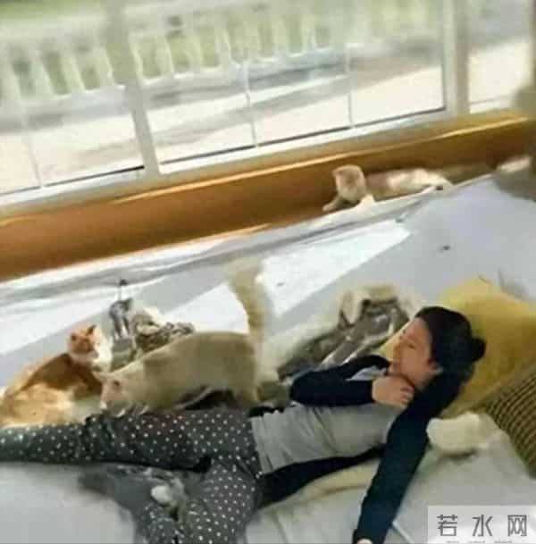 刘亦菲私宅曝光，和一屋猫狗为伴，不用带娃，实在不要太舒适