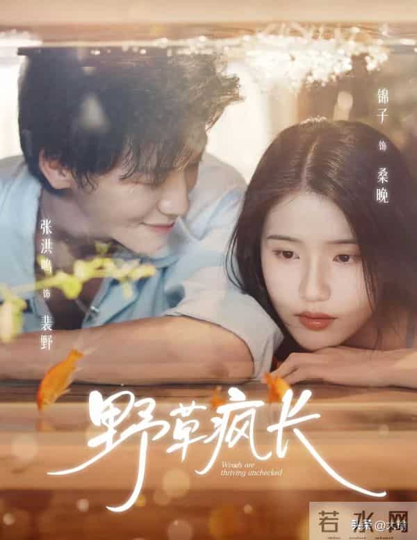 破防了！《野草疯长》哭到窒息，双向救赎的爱情太戳泪腺！