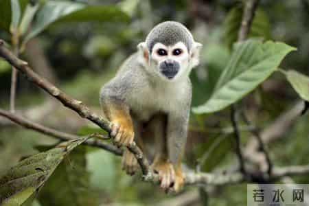 探秘委内瑞拉：小众景点的别样魅力