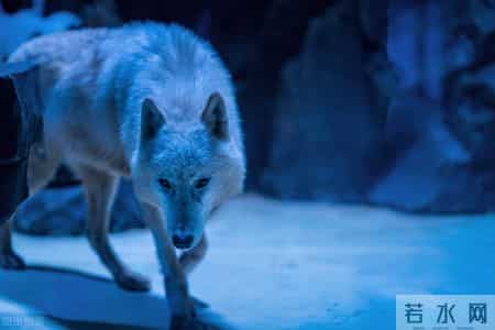 精彩人与野兽,搜索人与野兽