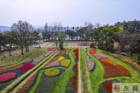 奶牛舞,80万株鲜花织出彩虹地毯,郁金香领衔武汉植物园荷兰风情节