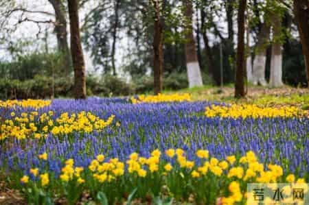 奶牛舞,80万株鲜花织出彩虹地毯,郁金香领衔武汉植物园荷兰风情节
