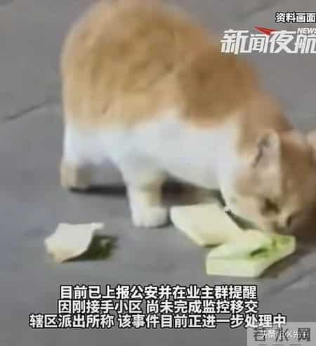 公寓管理员持杆打翻垃圾小猫,杭州虐猫事件后续：五只猫咪遭摔死勒死，警方介入，更多内幕曝光