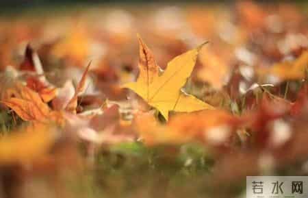 青未了｜秋天的怀念