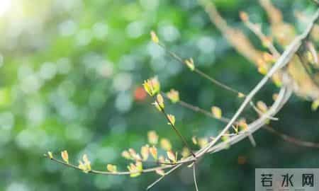 清明节的节日意义,清明为什么要去扫墓？这是我听过的最好答案