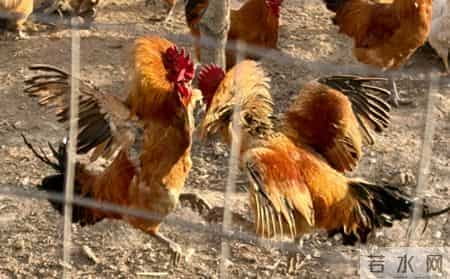 半年战死70多只，“战斗鸡”缘何好斗？无奈给公鸡戴眼镜障目，鸡场期待行家揭秘并支招