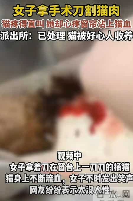 公寓管理员持杆打翻垃圾小猫,杭州虐猫事件后续：五只猫咪遭摔死勒死，警方介入，更多内幕曝光