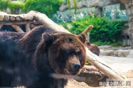 动物园奇遇记,动物园奇遇记作文400字