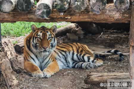 动物园奇遇记,动物园奇遇记作文400字