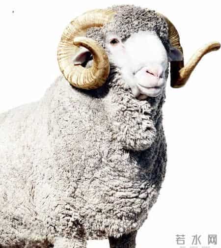 FABRICSCHINA携手国际羊毛局打造美丽诺羊毛创新产品