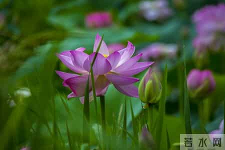 伊人在水,伊人在水一方全诗句