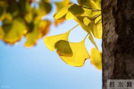 话题作文怎么写,写作技巧--这三招，教你写好“话题作文”（技法+真题+范文）
