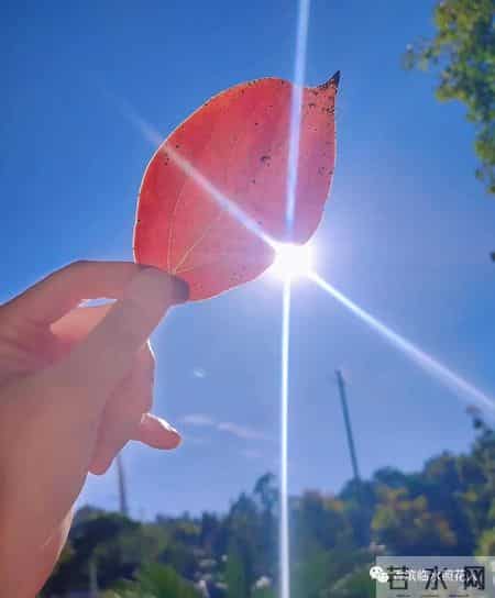 六年级作文淘气包张明500字,六年级作文淘气包张明200字