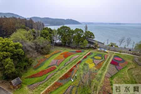 奶牛舞,80万株鲜花织出彩虹地毯,郁金香领衔武汉植物园荷兰风情节