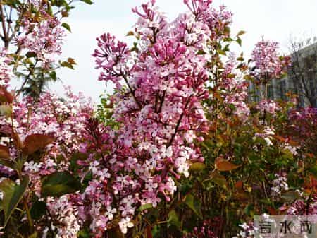 花木春秋393：紫丁香 - 春风解却千千结