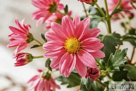 一棵开花的树原文